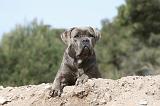 CANE CORSO 462
